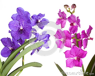 Orchid flower Stock Photo