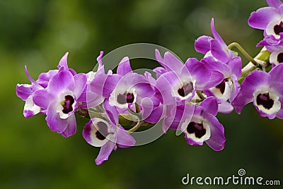 Orchid flower Stock Photo