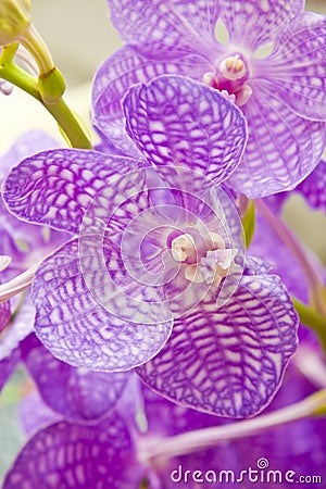 Orchid Flower Stock Photo