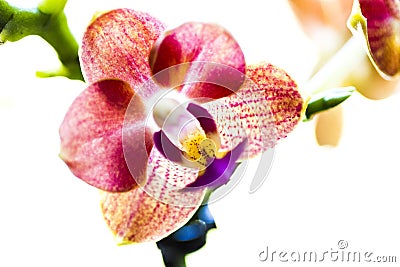 Orchid flower Stock Photo