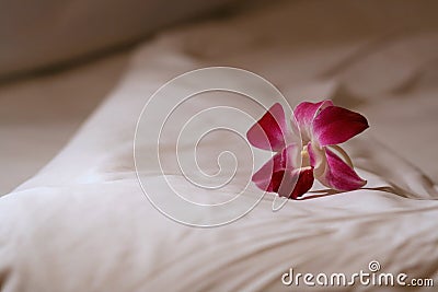 Orchid flower on bed Stock Photo