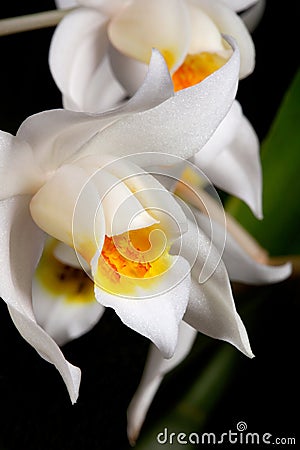 Orchid flower on black (Coelogyne mooreana) Stock Photo