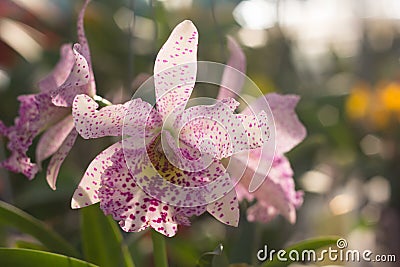 Orchid flower Stock Photo