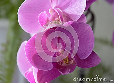 An Orchid flower as beautiful as life. Stock Photo