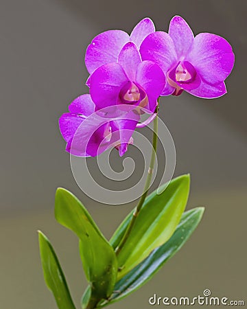 Orchid flower in a garden Stock Photo