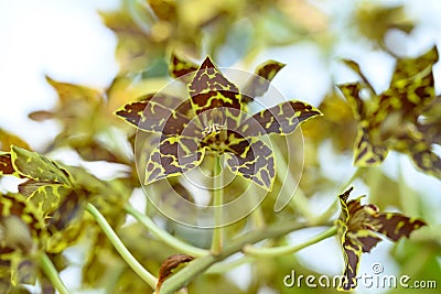 Orchid flower (Grammatophyllum speciosum blume) Stock Photo