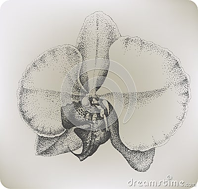 Orchid flower, hand drawing. Vector illustration. Vector Illustration