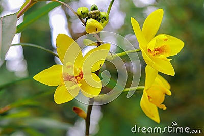 Orchid flower in my garden Stock Photo