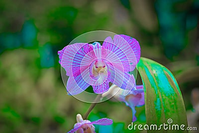 Orchid flower in my garden Stock Photo