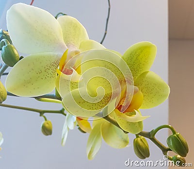 Orchid flower Orchidaceae blooming against a wall background. Stock Photo