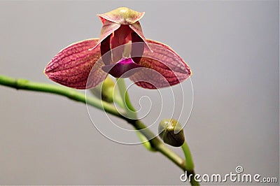 Orchid flower similar to a snake macro photo Stock Photo