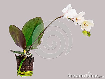 Orchid flower with stem, leaves, roots and earth isolated on gray background Stock Photo
