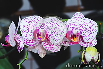 Orchid flower in tropical garden. Phalaenopsis Orchid flower.Floral background. Stock Photo