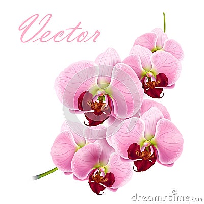 Orchid Flower Vector Background Royalty Free Stock Images  Image: 25390849