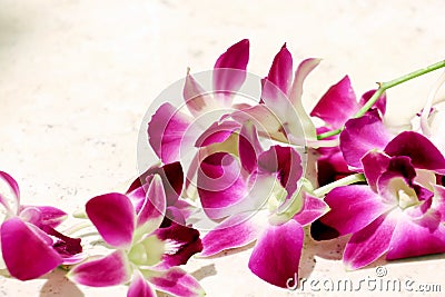 Orchid flower view background Stock Photo