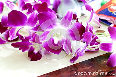 Orchid flower view background 474 Stock Photo