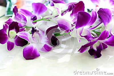 Orchid flower view background Stock Photo