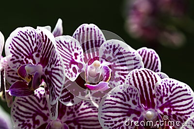 Orchid Flower , White-Magenta Stock Photo