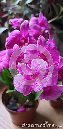 Orchid flower & x28;namely Corageous& x29; Stock Photo