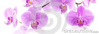 Orchid flowers Stock Photo