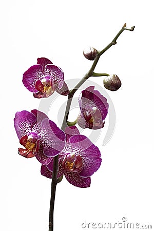 Orchid flowers Stock Photo