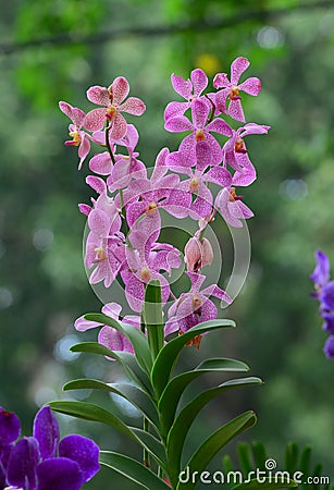 Orchid flowers blooming at the park in Hanoi, Vietnam Stock Photo