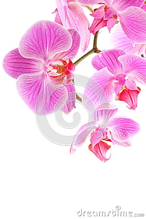 Orchid flowers on branch Stock Photo