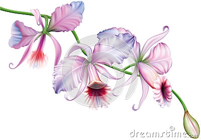 Orchid flowers Vector Illustration