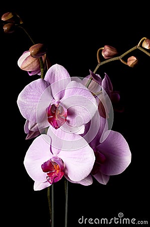 Orchid flowers close up Stock Photo