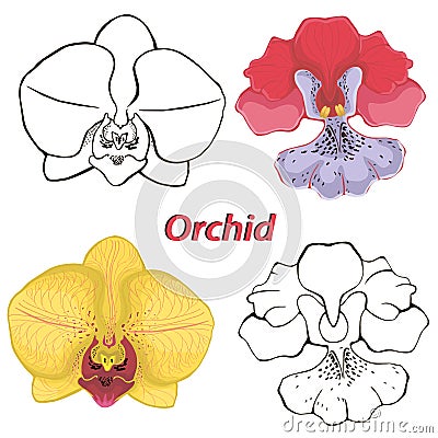 Orchid flowers. contours of flowers. Vector Illustration