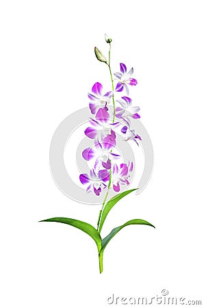 Orchid flowers isolated Stock Photo