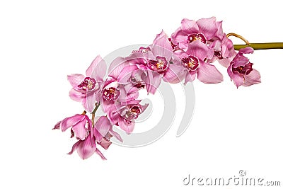 Orchid flowers isolated on white background. Bouquet for Mother's Day, Birthday or St. Valentine's Day. Spring flowering Stock Photo