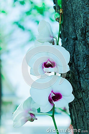 Orchid Stock Photo