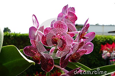 Orchid flowers that nature creates. Stock Photo