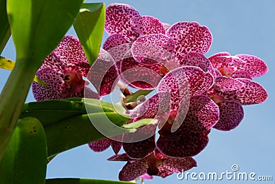 Orchid flowers that nature creates. Stock Photo