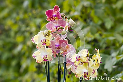 Orchid flowers- phalaenopsis Stock Photo