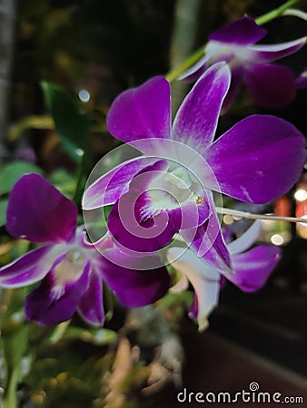 Orchid flowers 123 Stock Photo
