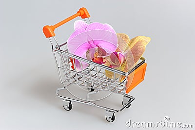 Orchid flowers in pushcart on gray Stock Photo