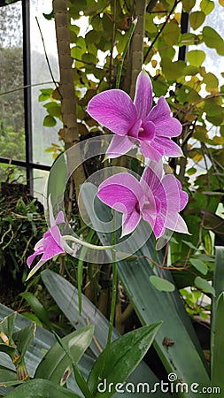 Orchid flowers with such beautiful colors Stock Photo
