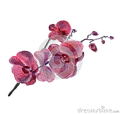 The orchid flowers watercolor isolated Stock Photo