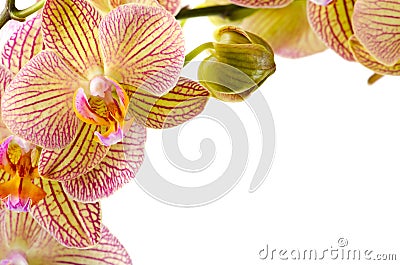 Orchid flowers on white background Stock Photo