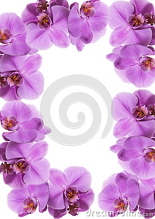 Orchid frame Stock Photo