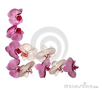 Orchid Frame Stock Photo