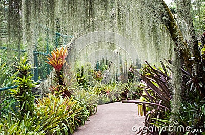 Orchid garden, part of Botanic Gardens in Singapore Stock Photo