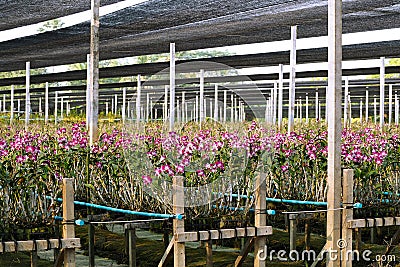 Orchid garden in tropics. Stock Photo