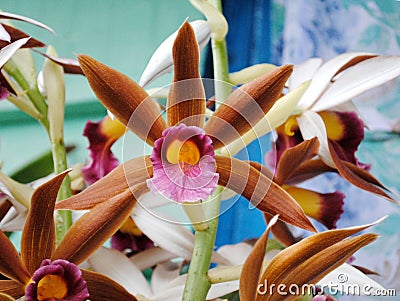 Orchid, Glory Of Sikkim Fully Bloom Stock Photo