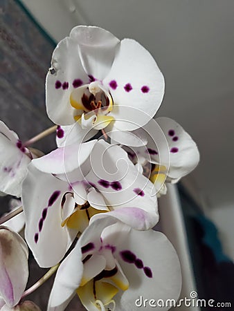 Orchid Stock Photo