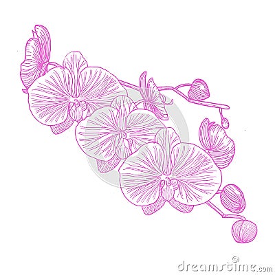 Orchid. Hand drawn. Graphics. Stock Photo