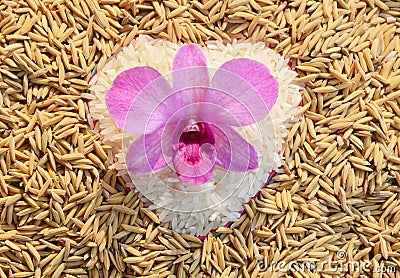 Orchid on heart rice Stock Photo
