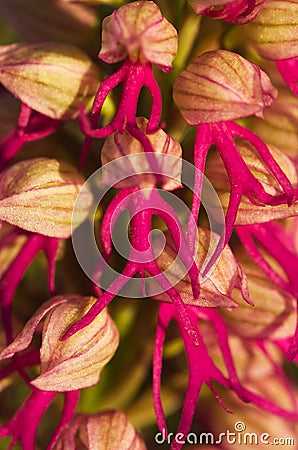 Orchid hybrid flower detail - Orchis x bivonae Stock Photo